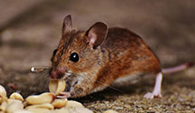 24 Hour & Emergency Exterminators in Kasilof, AK